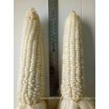 Online  pioneer frozen sweet white waxy corn maize seeds